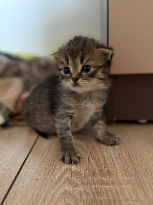 Продам шотланских милых котят