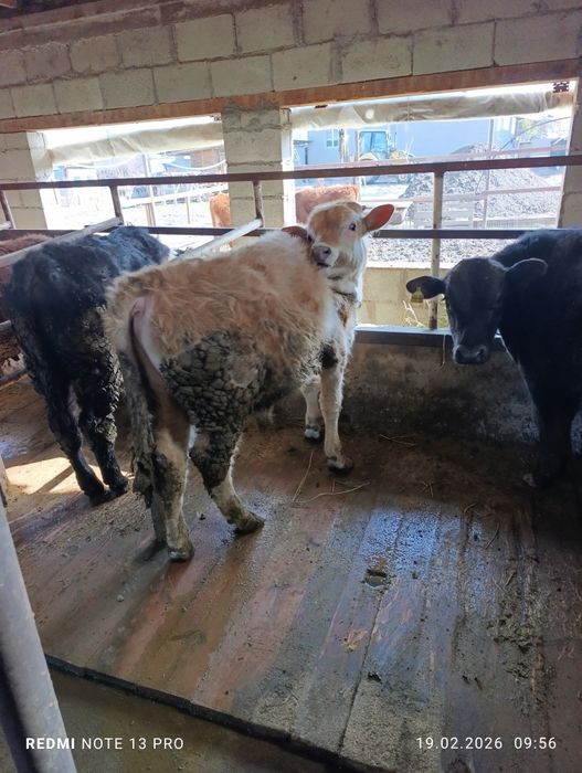 Продам два бычка