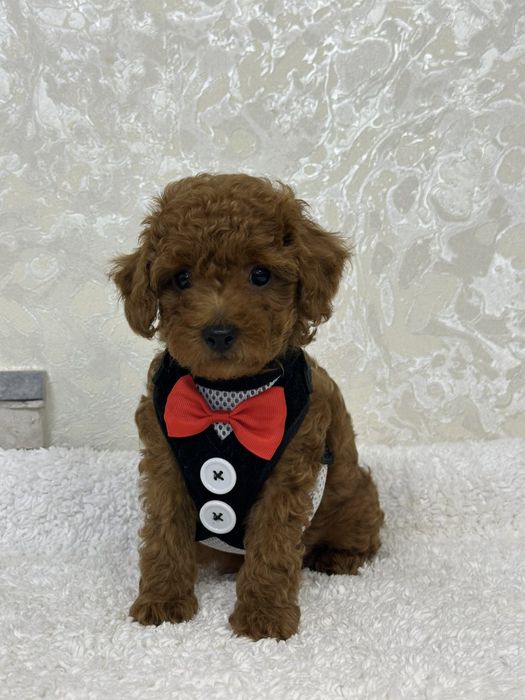 Poodle mini toy pedigree