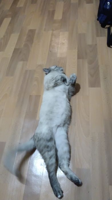 Отдам кошечку в хорошие руки
