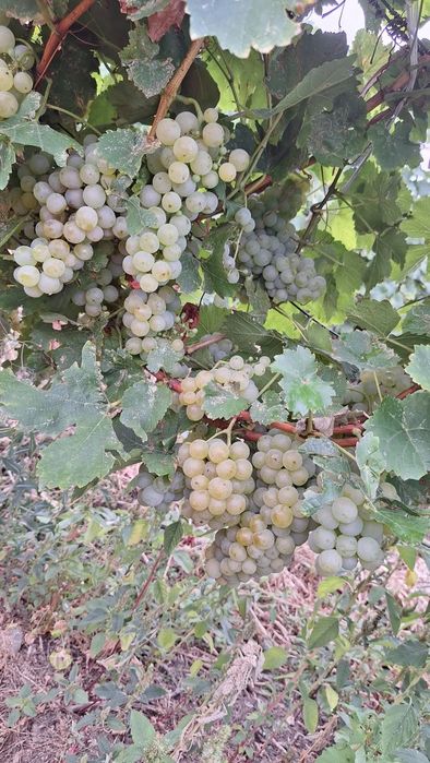 Struguri pentru vin