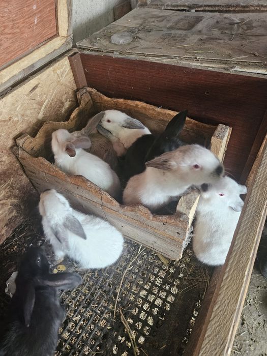 Продам кроликов разных пород