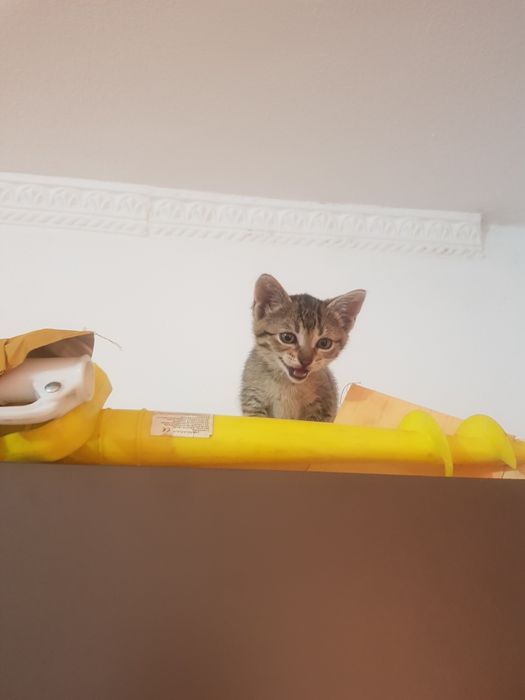 Pisic 5 saptamani pentru adoptie