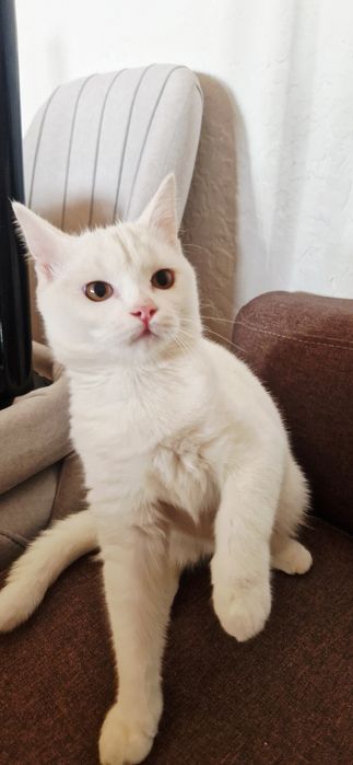 Белоснежная Кошечка).