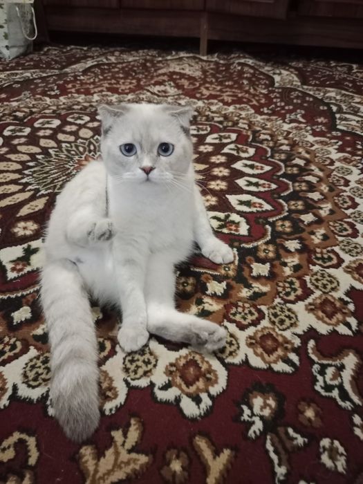 Scottish fold mushuk