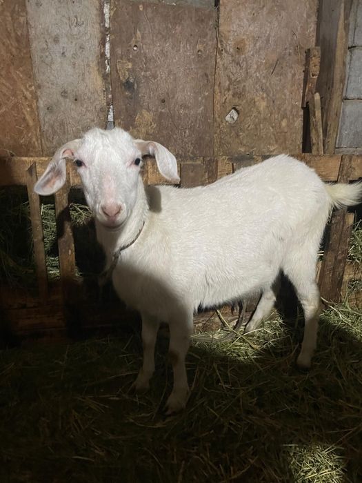 Коза Камори.9месяцев