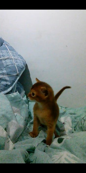 Продаются котята