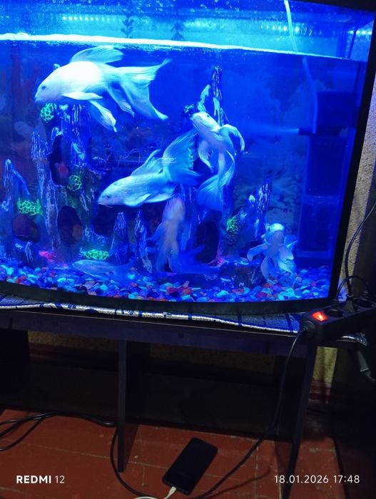 Коя баликлари сотилади