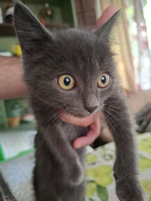 Котята 2 месяца