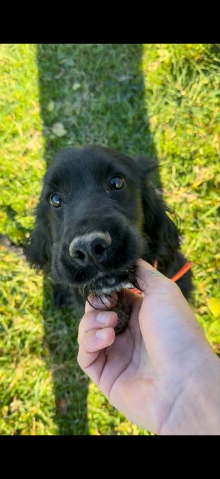 Кокер шпаньол