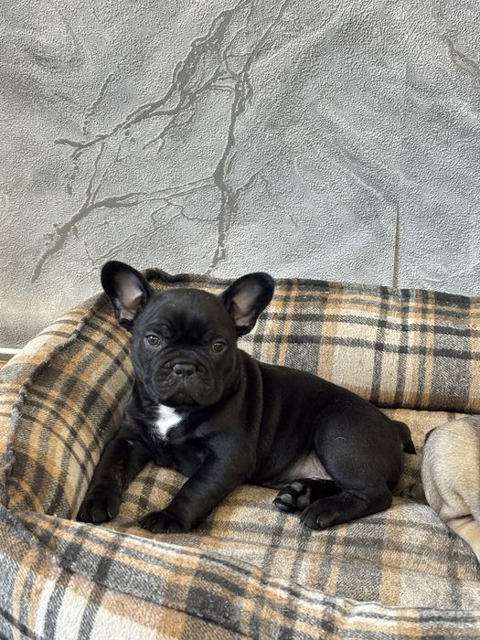 французский бульдог