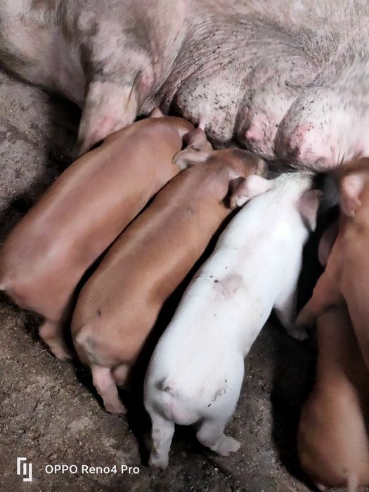 Продам супер поросят