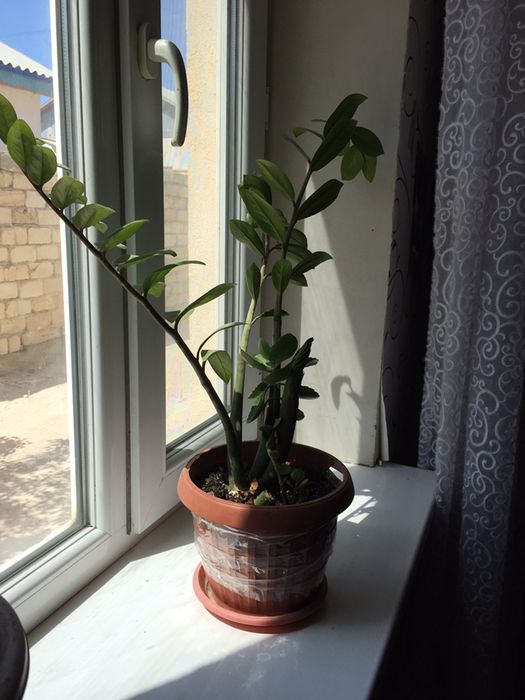 Гүлдер сатылады