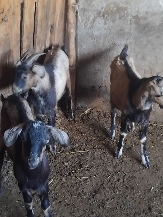 Продам козлов на откорме