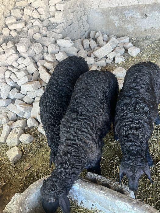 Qozilar sotladi 4 oyli sogʻlom