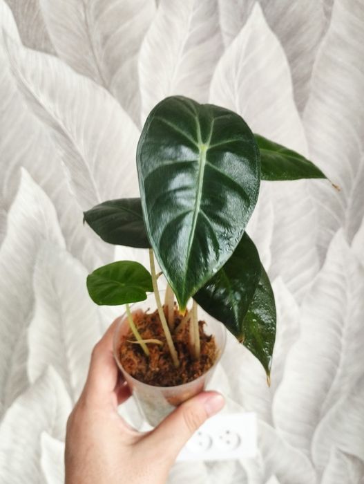 Цветы , филодендрон, хойя, замиакулькас