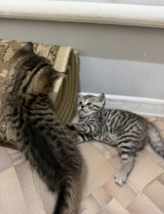 Британские котята