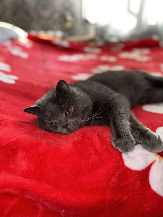 vyaska skotish strayt