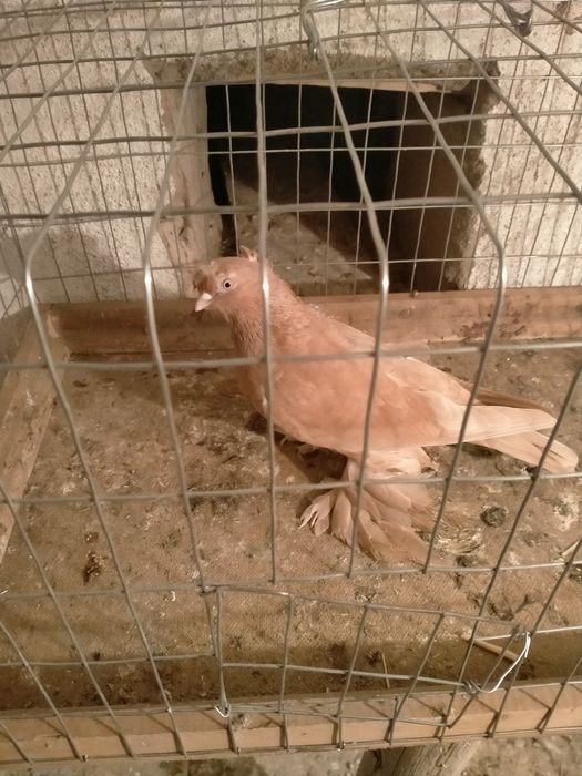 Продаётся жёлтая голубка