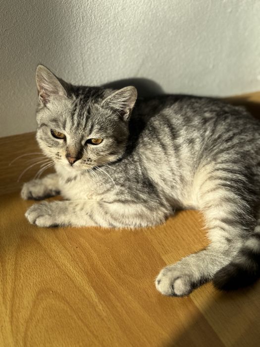 Миленьки котенок