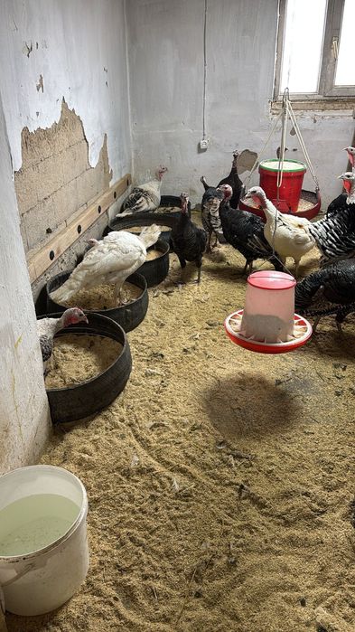 Яйцо индюка инкубационые