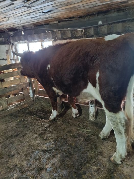 Симментал бык на племя