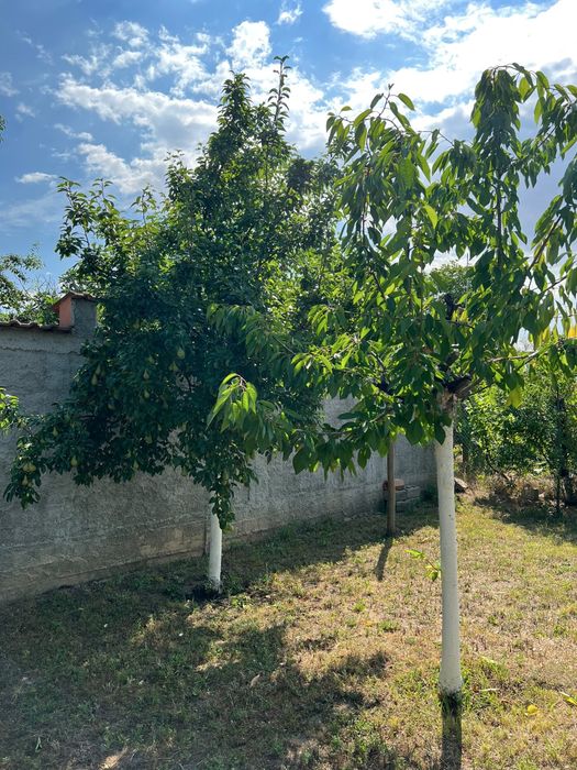 Casă de vânzare Alexandria, str. Alexandru Colfescu