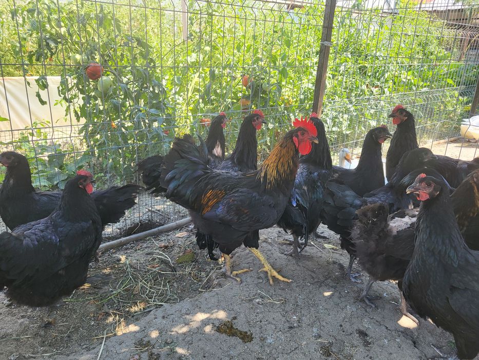 Vand Cocosi Australorp Negru
