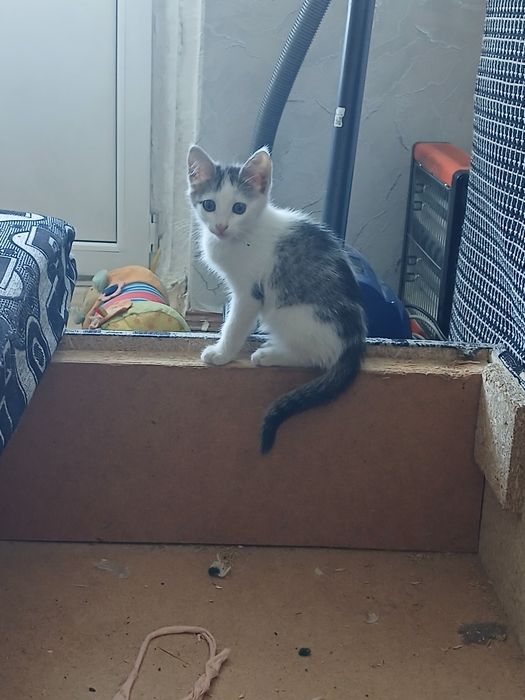 Отдам котенка добрые руки