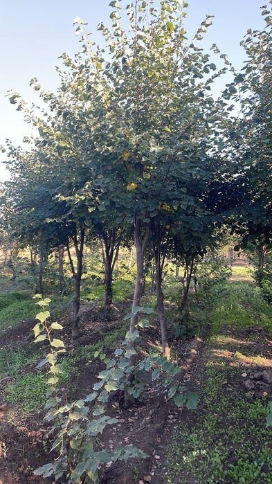 Катальпа Липа Дуб крупномеры
