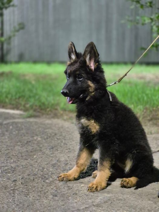 Немецкая овчарка