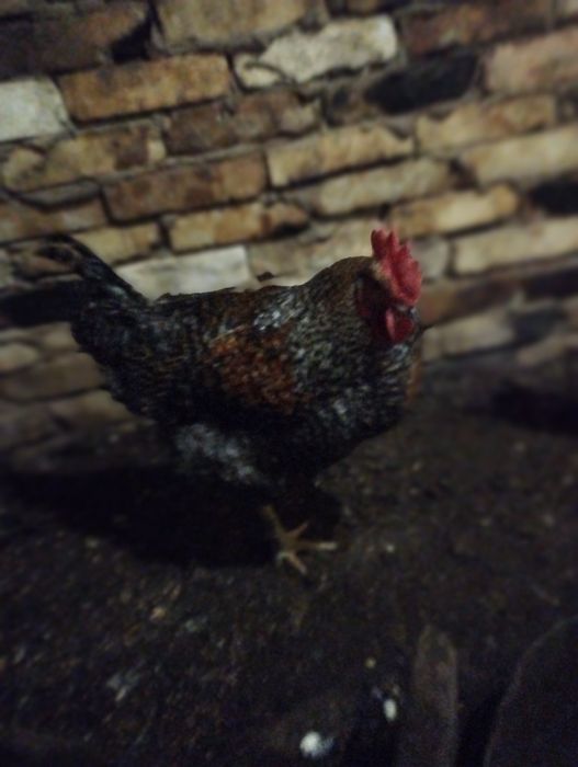 Молодые Петушки !