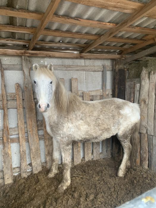 Соғымға семіз бие сатылады