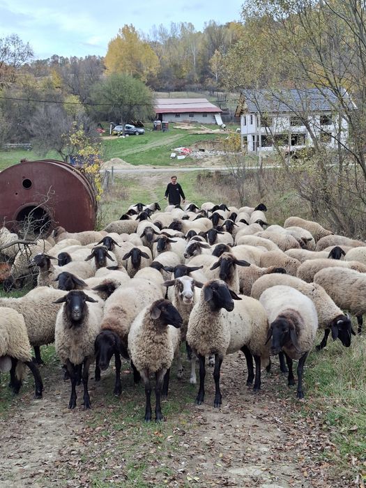 Vând oi, miele, berbec