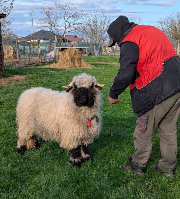 Oi valais blacknose