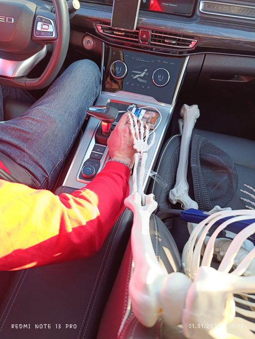 Скелет человека 170 см