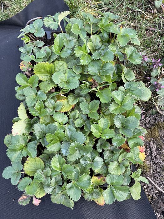 Căpșuni și fragi de padure !!