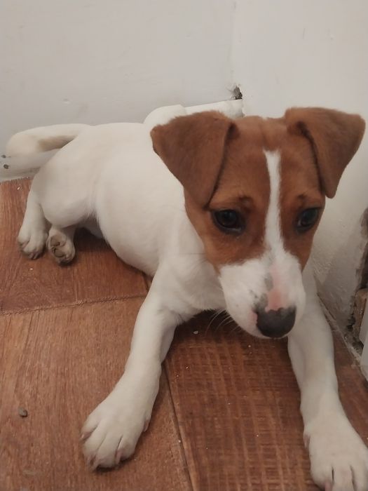 Животный собаки с