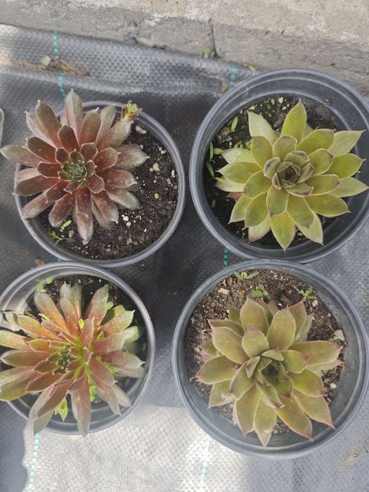 Каменная роза (молодило)