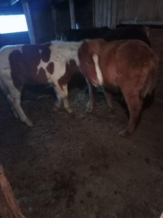 Продам жеребят еркек