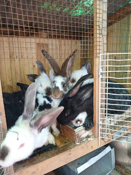 Қояандар сатылады