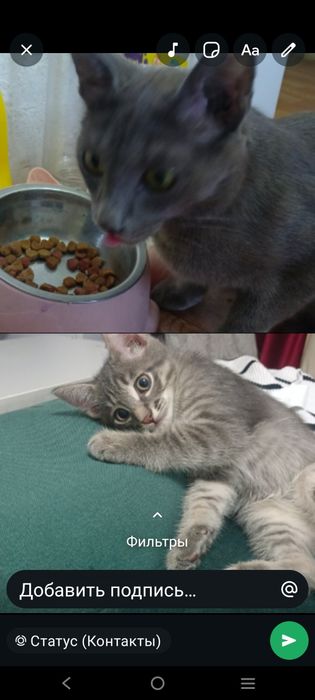 Отдам бесплатно кошку и котёнка