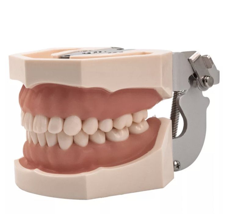 Model pentru practica otr/ocluzo/protetica.