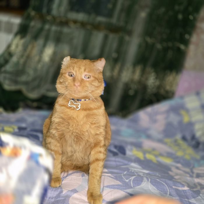 Санни красивый кот