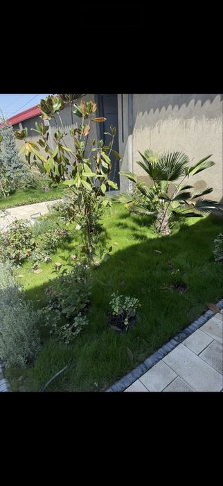 Газон автополив