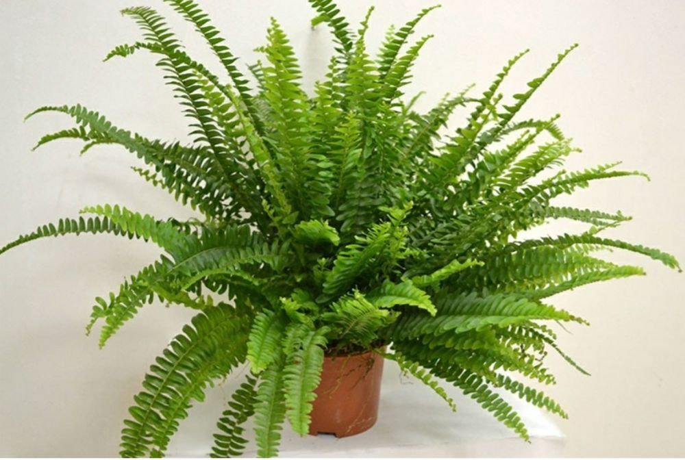 Продам комнатные цветы