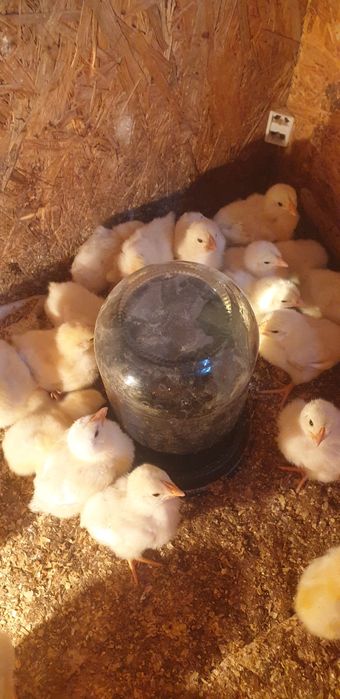 Цыплята Адлер Серебристый