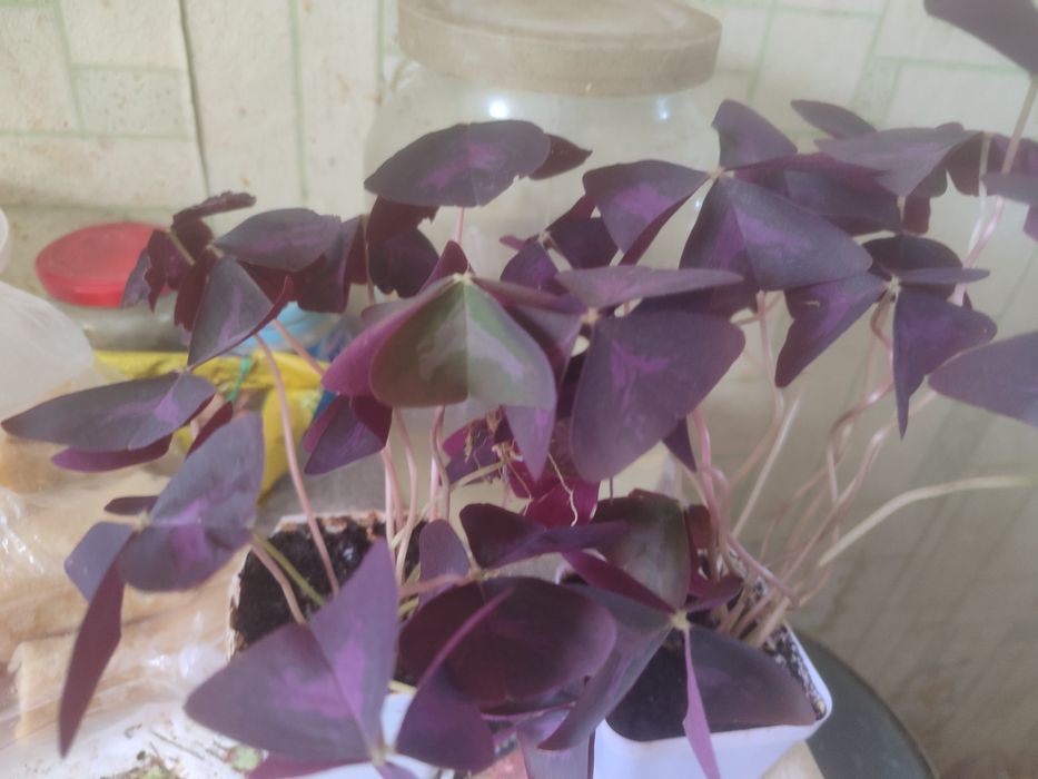 Продам комнатные цветы.