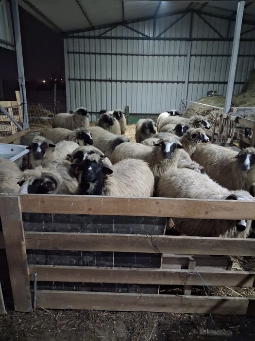 Oi breze de petrosani!!