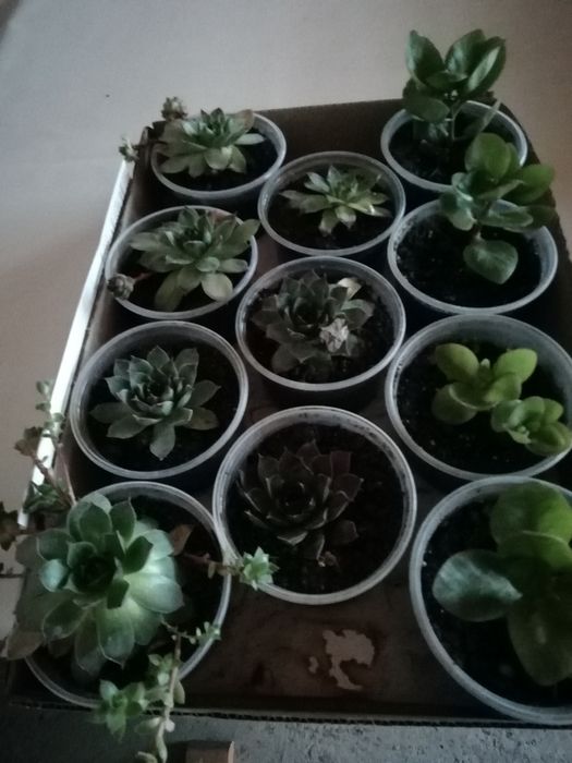 Сукуленти /алпийска роза /